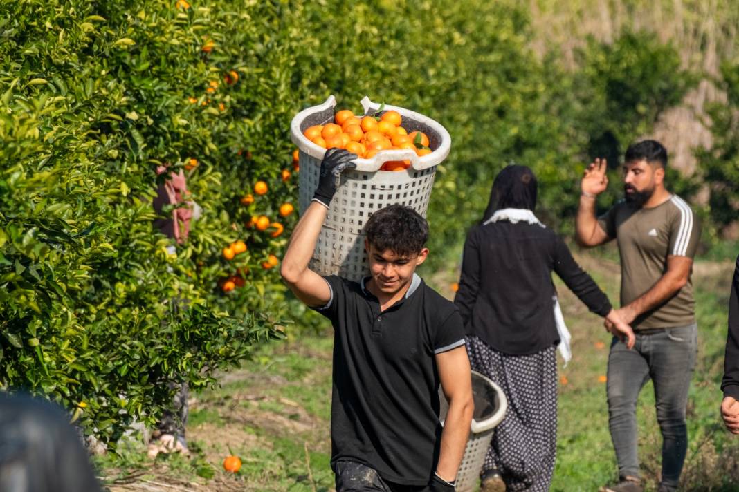 Dalında kilosu 16-18 lirayken markette 45 liradan satılıyor. Hasadı marta kadar sürüyor 5